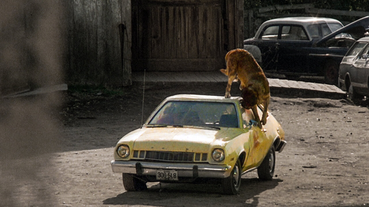 Stephen King’in Efsane Korku Romanı Cujo, Netflix’te Yeniden Hayat Buluyor